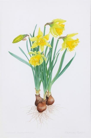 WILD DAFFODIL by Frances Poskitt