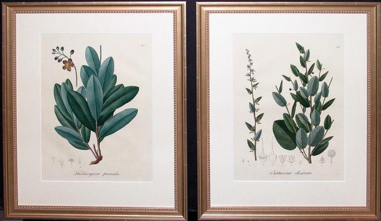 Artwork by Johann Baptist Emanuel Pohl, 2 WORKS: KIELMEYERA PUMILA & BUTTNERIA DENTATA, Made of hand-colored lithographs