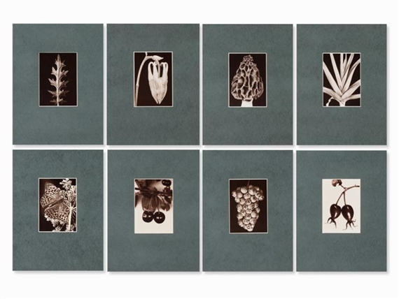 8 Works : Plant & Fruit Photographs