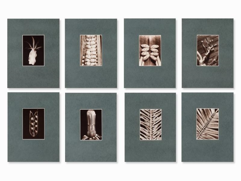 Artwork by Friedrich Koch, 8 Works : Plant Photographs, Made of vintage bromide gelatin silver print mounted on green cardboard