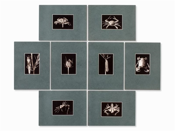 8 Works : Animal Photographs