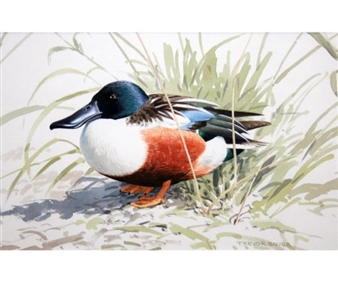 Shoveler Duck - Trevor Boyer