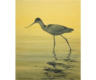 Avocet - William Rowe