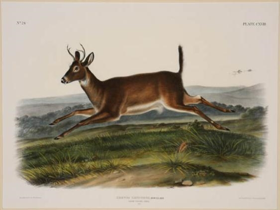 Long-Tailed Deer (Plate CXVIII) from The Viviparous Quadrupeds of North America by John Woodhouse Audubon, 1847