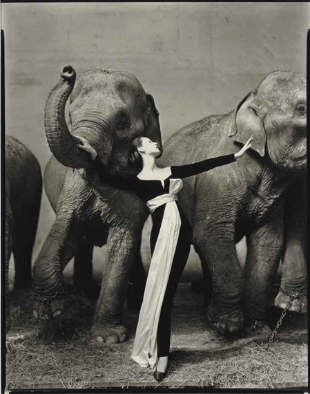 Dovima with Elephants, 1955 by Richard Avedon, 1955