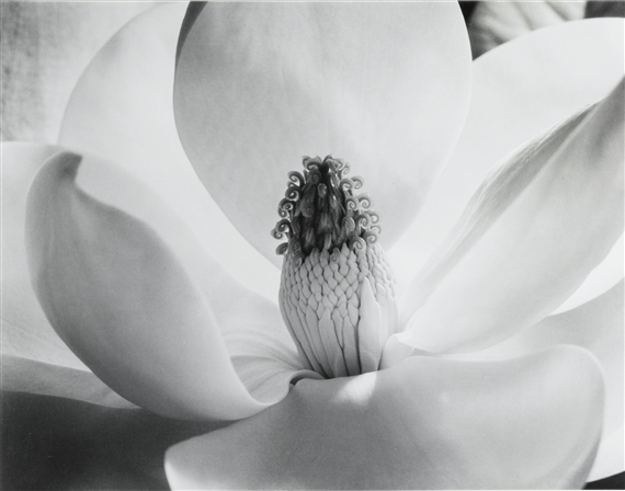 MAGNOLIA BLOSSOM by Imogen Cunningham, 1925, printed later