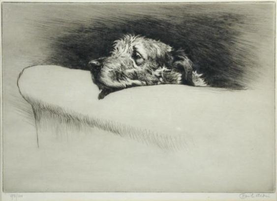 An Irish Wolfhound by Cecil Aldin