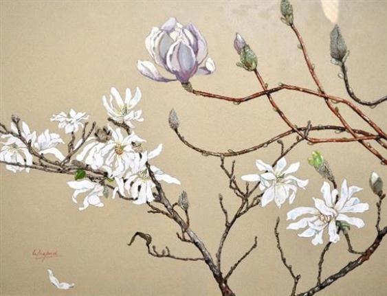 Magnolia Stellata by Elaine Wreford