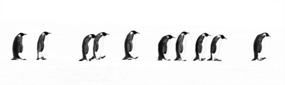 THE LONG MARCH, SNOW HILL ANTARTICA by David Yarrow, 2010