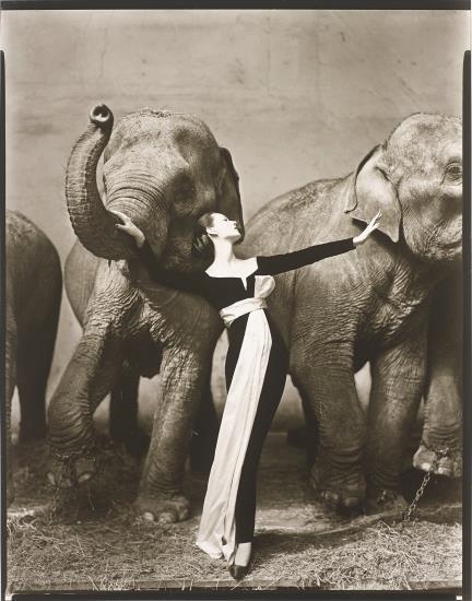 Dovima with Elephants, Evening Dress by Dior, Cirque d’Hiver, Paris by Richard Avedon, August 1955; printed later