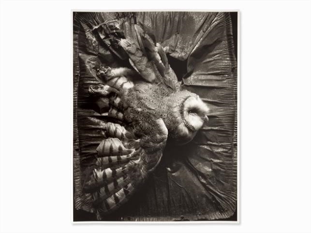 Artwork by Eberhard Grames, Barn Owl, Made of Gelatin silver print
