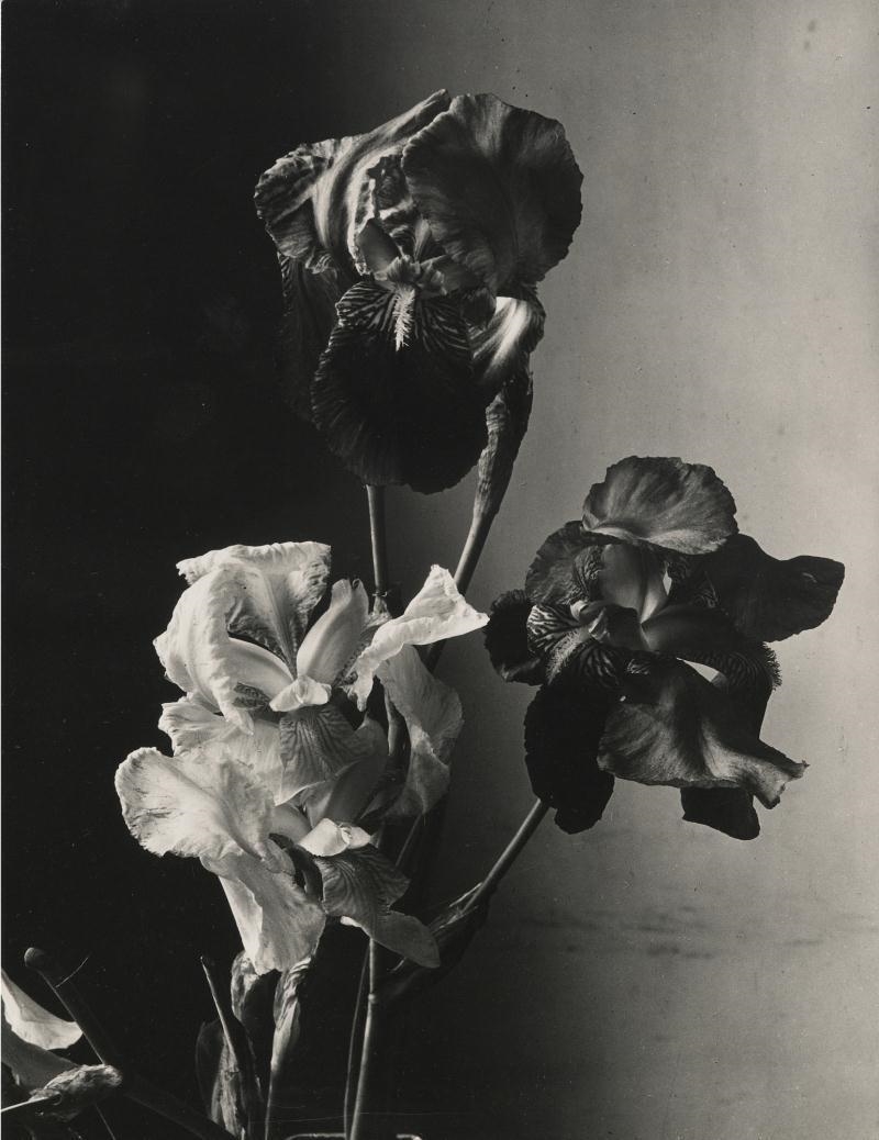 Iris by Man Ray, Circa 1930