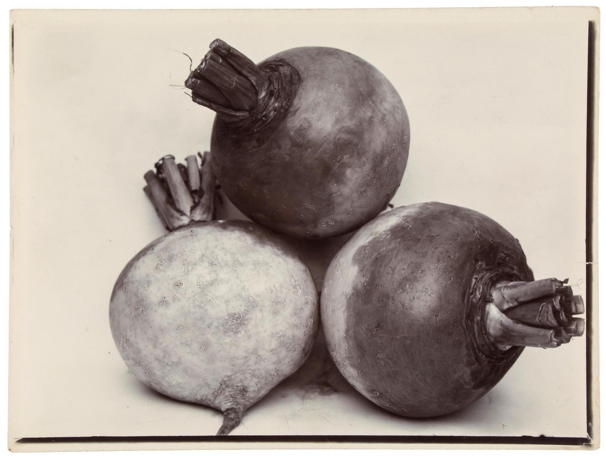 Charles Jones Turnip Green Globe (Circa 1895) MutualArt