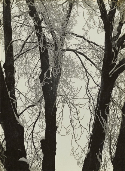 SILBERPAPPEL I(M) RAUHREIF by Aenne Biermann, Circa 1929