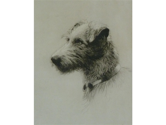 Head study of a Lurcher by Harry Goffey