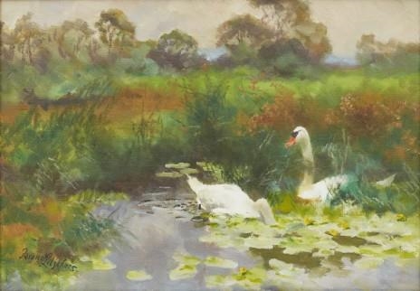 Näckrosdamm med svanpar