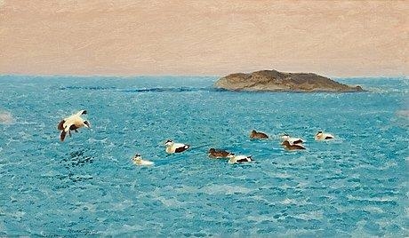 Eider ducks
