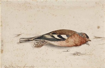 A dead goldfinch - Gerardus van Veen