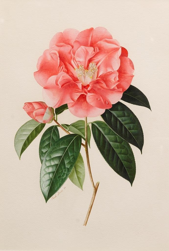 2 works: White Camellia Japonica ; Pink Camellia Japonica by Paul Osborne Jones, 1961; 1960