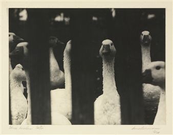 GÄNSE HINTER GATTER (GEESE BEHIND GATE) - Aenne Biermann