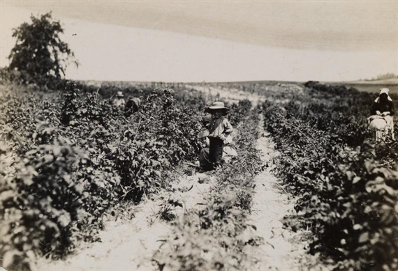 A four year old helper in the berry, Baltimore, Md. Mother said, 'He helps a little by Lewis Hine, 1909