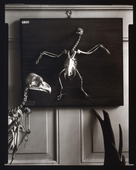 Tomáš Rasl | Anatomic chicken (2000) | MutualArt