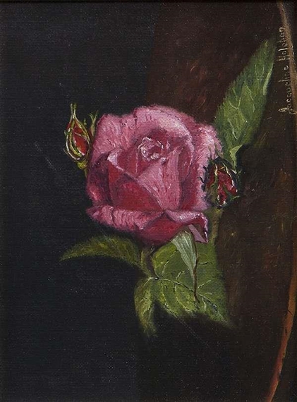 Pink Rose - Jacqueline Hayden