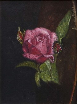 Pink Rose - Jacqueline Hayden