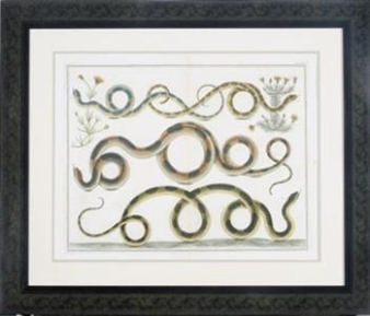 4 Works: Locupletissimi Rerum Naturalium Thesauri - Albertus Seba