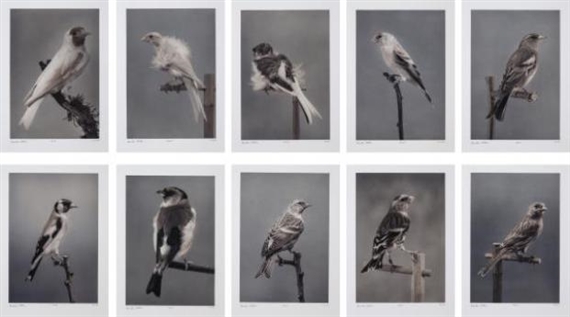 10 works: Birds by Carsten Höller, 2006