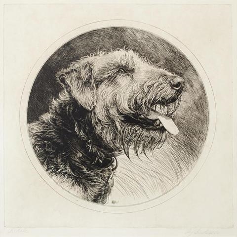 Head of an Airedale - Charles Sindelaes