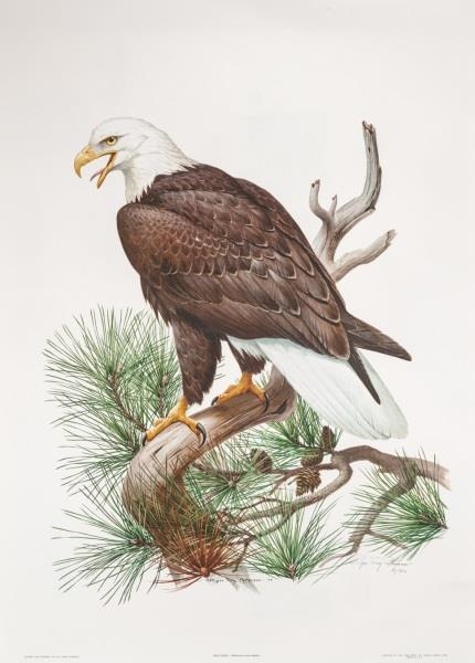 2 Works: Ring Neck Pheasant & Bald Eagle by Roger Tory Peterson, circa 1974-1977