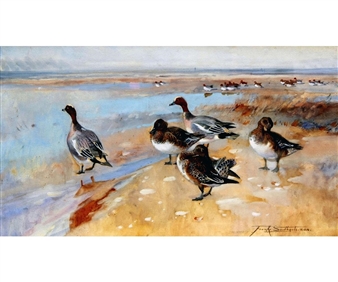 Widgeon on a North Norfolk Estuary - Frank Southgate