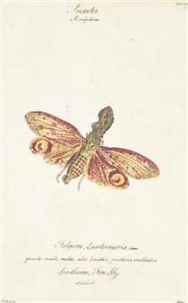 5 works; Dolicaon Butterfly; Lanthon Firefly;  Coronated Firefly; Remarkable Teperocerus; Hoods Callirhipis - William Goodall