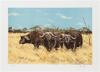 Cape Buffalo - Joseph Vance