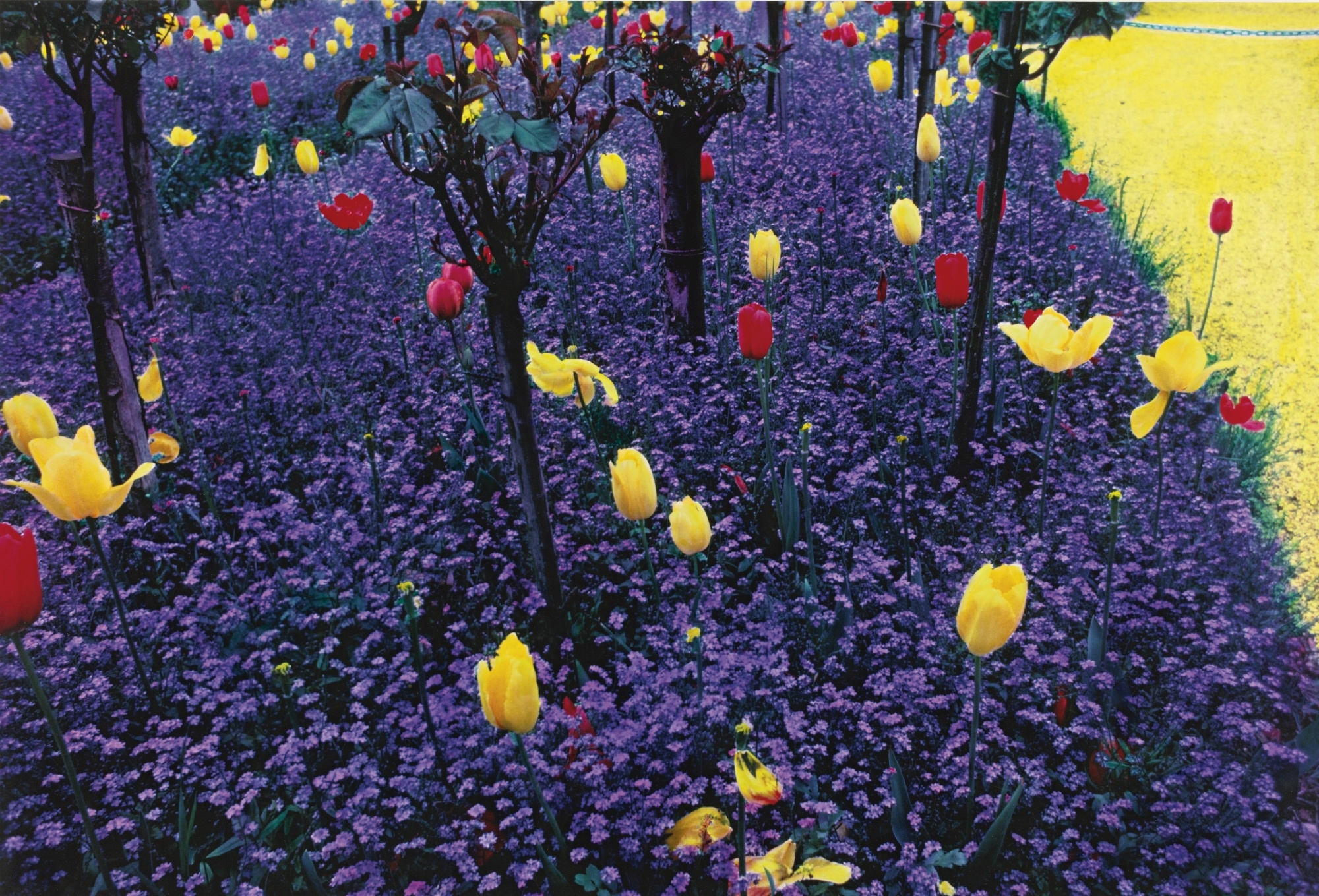 Artwork by Jane Gottlieb, MONET'S TULIPS, Made of Cibachrome print with painted embellishment