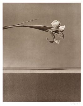 Mapplethorpe Robert | Untitled (Nude on Bed) (1981) | MutualArt