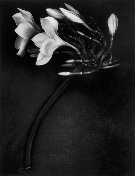 Orchid by Albert Watson, 1988