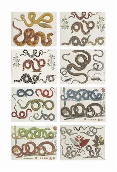 A Set of Eight Prints of Snakes by Albertus Seba