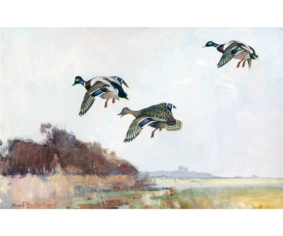 Mallard in Flight by Frank Southgate