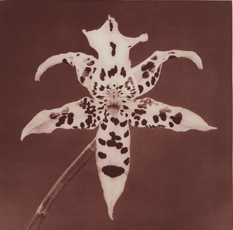 Red Orchid by Robert Mapplethorpe, 1987