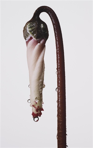 Persian Violet Cyclamen/ Cyclamen persicum (New York) by Irving Penn, circa 1973, printed 2006