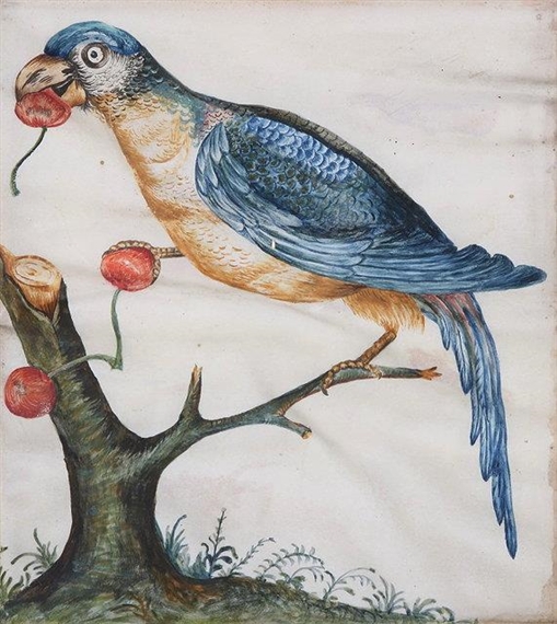 A Parrot Perched Upon Cherry Branch by German School, 18th Century, 18th century
