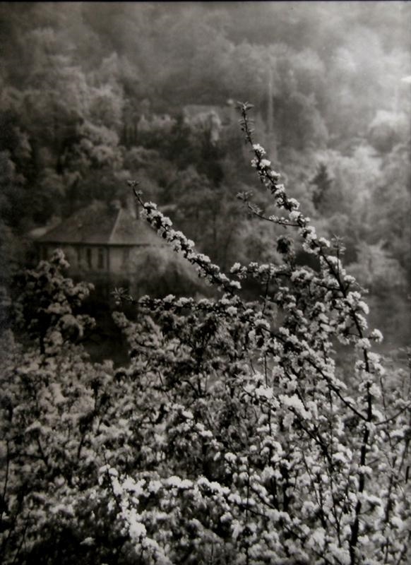 View of Spring from our Street by Josef Sudek, 1973