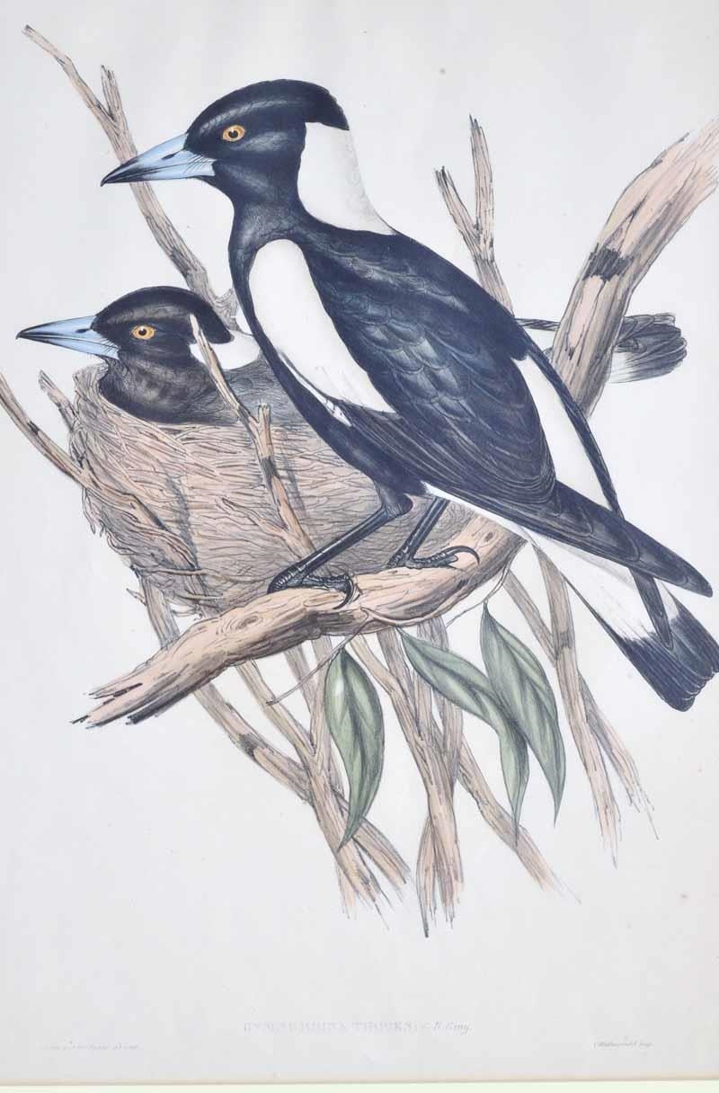 Piping Crow Shrike, Gymnorhina Tibicen