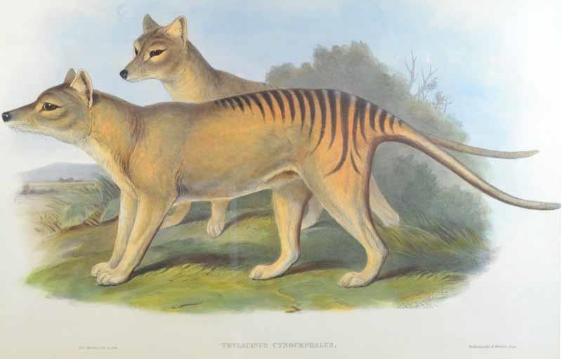 Artwork by John Gould, Tasmanian Thylacine, Thylacinus Cynocephalus, Made of Original hand coloured lithograph