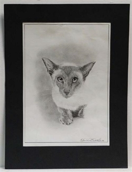 Siamese Cat - Kevin Everett
