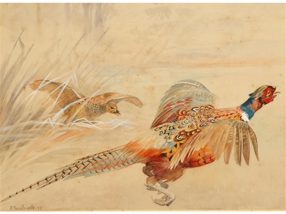 Pheasant launching into flight with his female companion behind by Frank Southgate