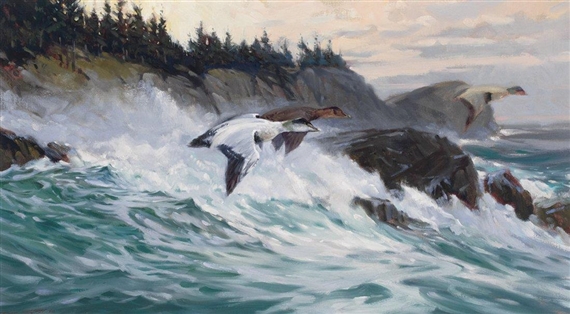 Eiders, Monhegan by Don Stone