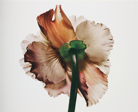 Tuberous Begonia, New York by Irving Penn, 1973, printed 2007